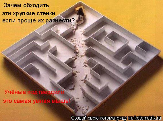 Котоматрица: Зачем обходить  эти хрупкие стенки если проще их разнести? Учёные подтвердили это самая умная мышь!
