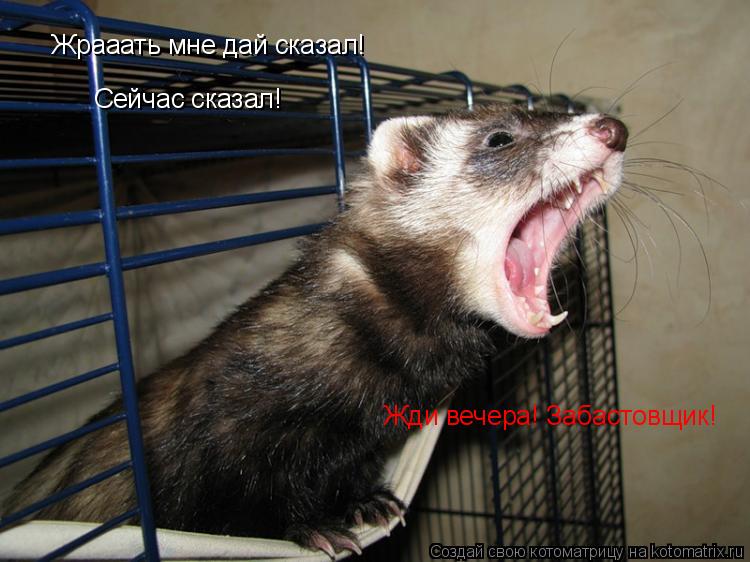 Котоматрица: Жрааать мне дай сказал! Жди вечера! Забастовщик! Сейчас сказал!