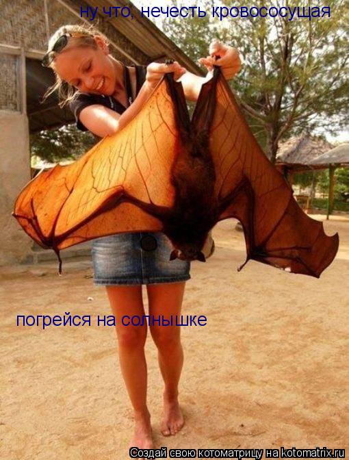 Котоматрица: ну что, нечесть кровососущая погрейся на солнышке