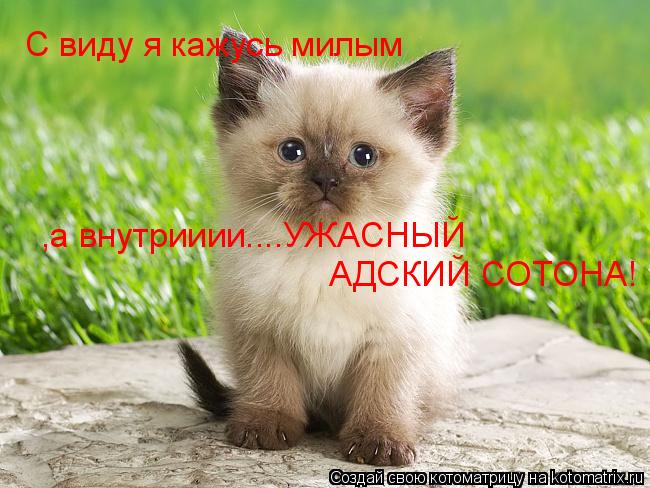Котоматрица: С виду я кажусь милым ,а внутрииии....УЖАСНЫЙ  АДСКИЙ СОТОНА!