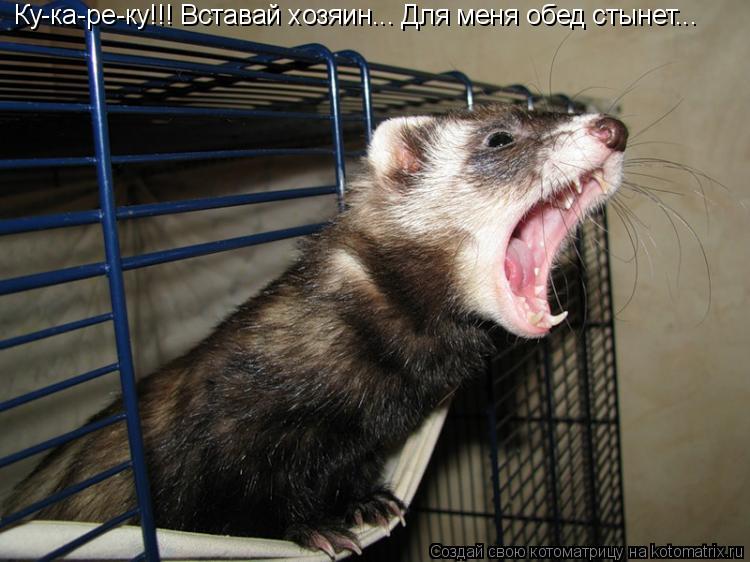 Котоматрица: Ку-ка-ре-ку!!! Вставай хозяин... Для меня обед стынет...
