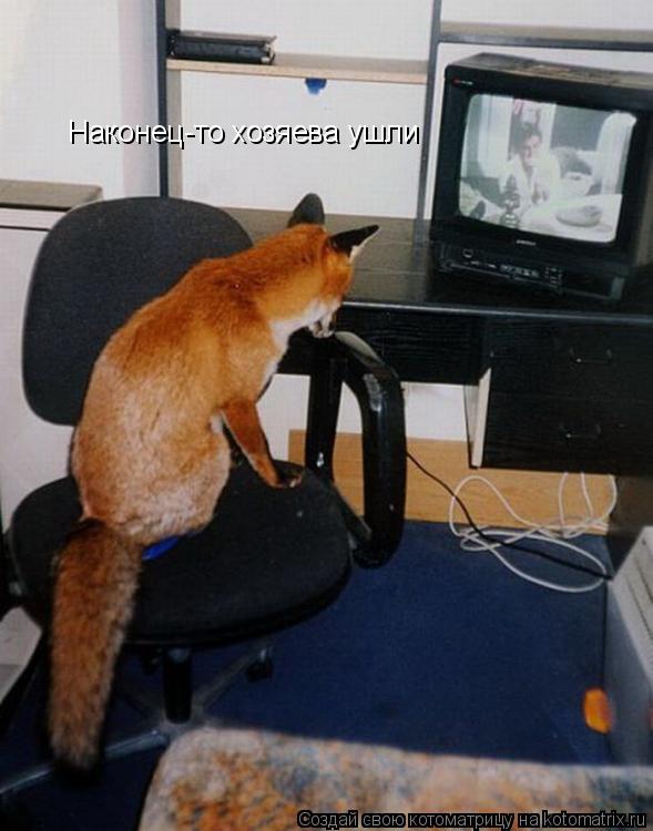 Котоматрица: Наконец-то хозяева ушли