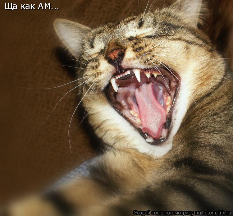 Котоматрица: Ща как АМ...