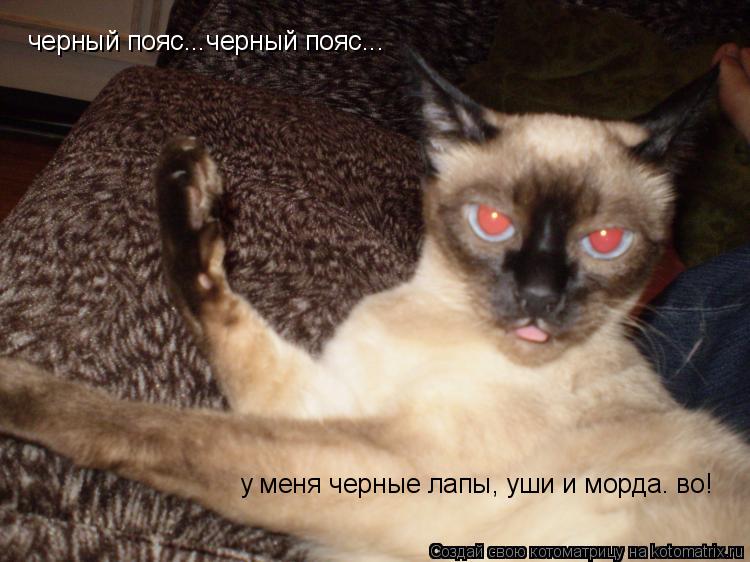 Котоматрица: черный пояс...черный пояс... у меня черные лапы, уши и морда. во!