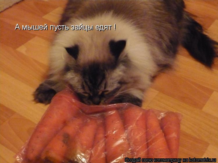 Котоматрица: А мышей пусть зайцы едят !
