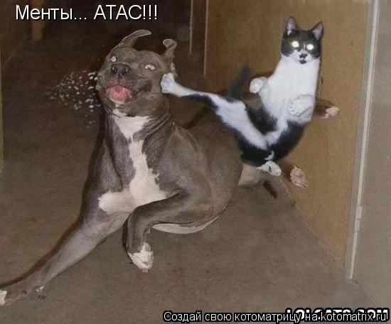 Котоматрица: Менты... АТАС!!!
