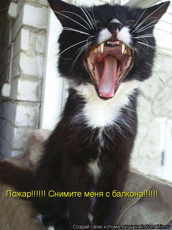 Котоматрица: Пожар!!!!!! Снимите меня с балкона!!!!!!