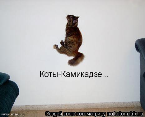 Котоматрица: Коты-Камикадзе...