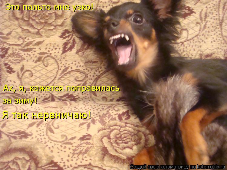 Котоматрица: Это пальто мне узко! Ах, я, кажется поправилась за зиму! Я так нервничаю!