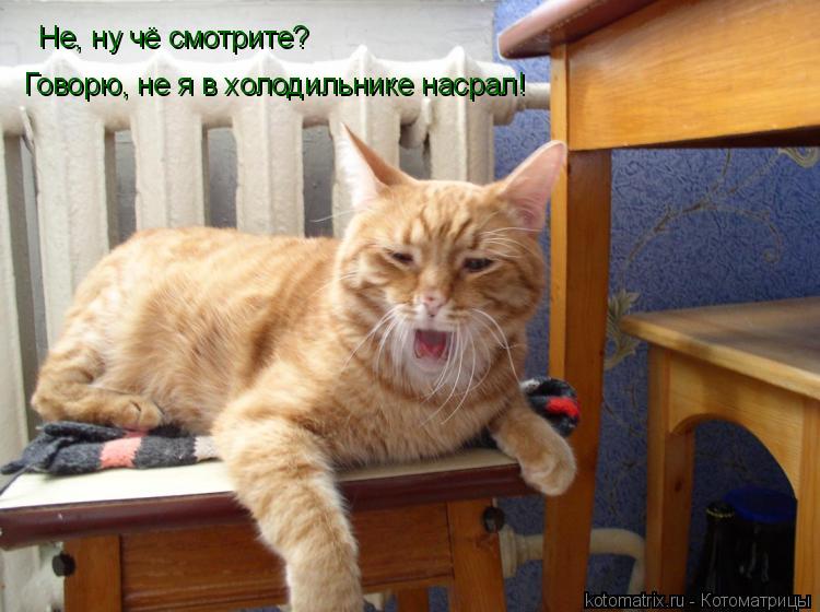 Котоматрица: Не, ну чё смотрите? Говорю, не я в холодильнике насрал!