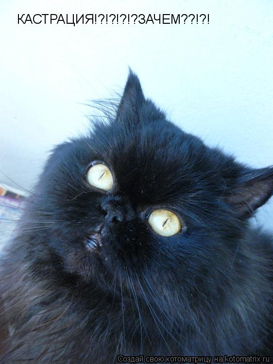 Котоматрица: КАСТРАЦИЯ!?!?!?!?ЗАЧЕМ??!?!