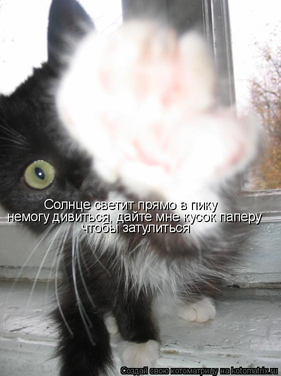 Котоматрица: Солнце светит прямо в пику  немогу дивиться, дайте мне кусок паперу чтобы затулиться