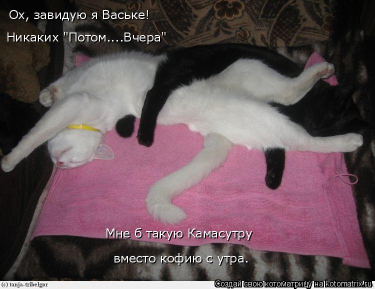 Ох, завидую я Ваське! Никаких "Потом....Вчера" Мне б такую Камасутру вместо кофию с утра.... Котоматрица: Ох, завидую я Ваське! Никаких "Потом....Вчера" Мне б такую Камасутру вместо кофию с утра.