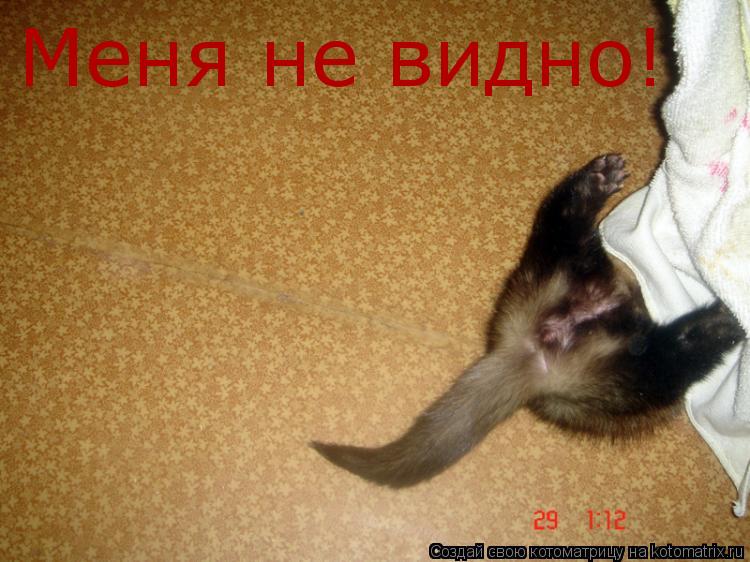 Котоматрица: Меня не видно!