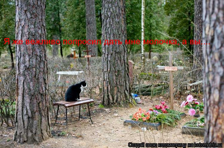 Котоматрица: Я же вежливо попросил дать мне молочка, а вы....