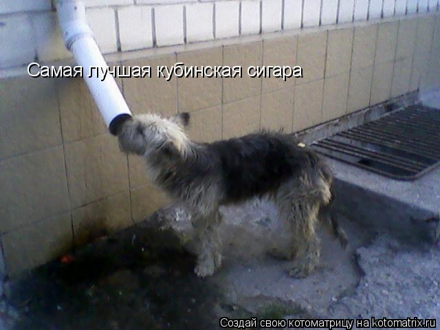 Котоматрица: Самая лучшая кубинская сигара