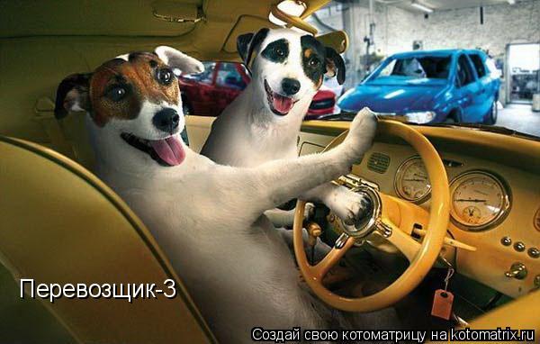 Котоматрица: Перевозщик-3