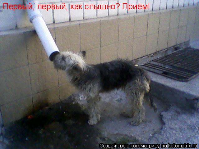 Котоматрица: Первый, первый, как слышно? Приём!