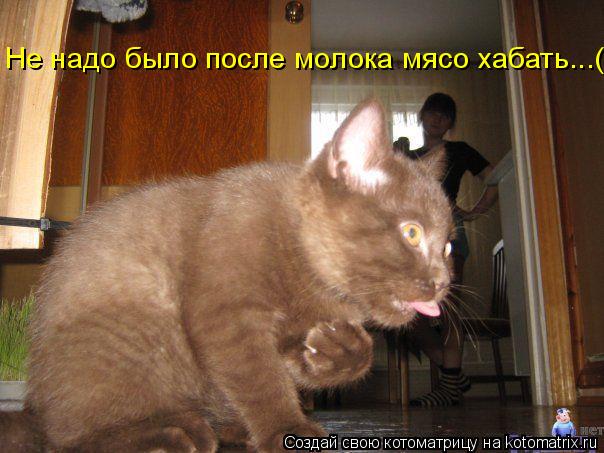 Котоматрица: Не надо было после молока мясо хабать...(