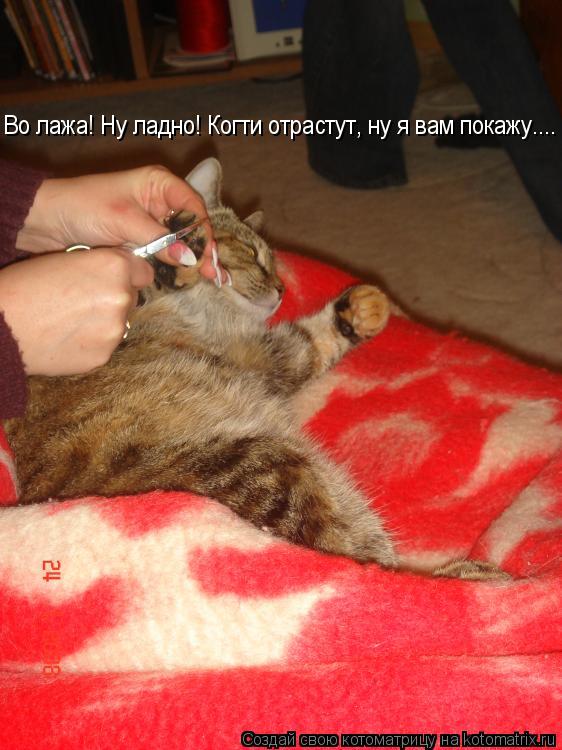 Котоматрица: Во лажа! Ну ладно! Когти отрастут, ну я вам покажу....