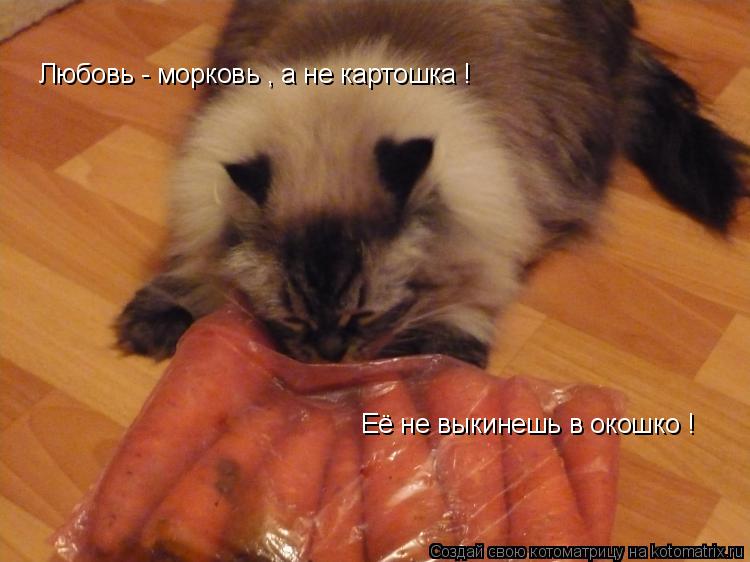 Котоматрица: Любовь - морковь , а не картошка ! Её не выкинешь в окошко !
