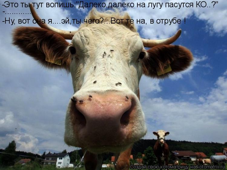 Котоматрица: -Это ты тут вопишь:"Далеко,далеко на лугу пасутся КО..?" -Ну, вот она я....эй,ты чего?...Вот те на, в отрубе ! -.............