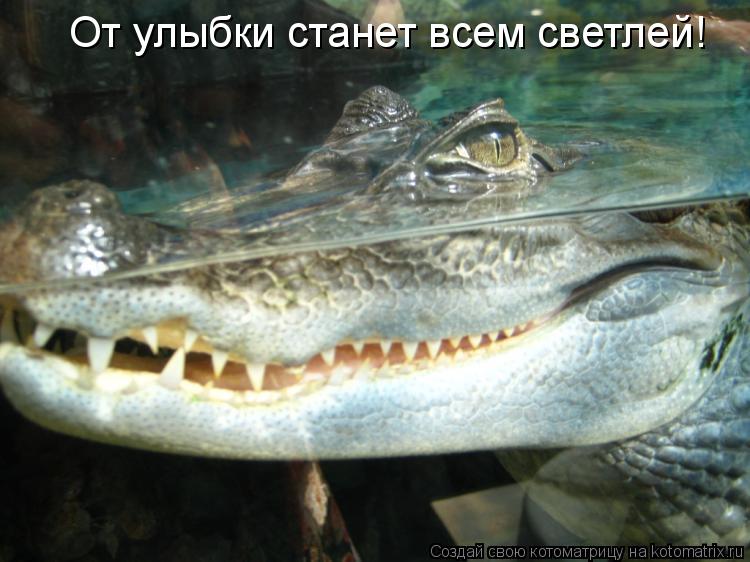 Котоматрица: От улыбки станет всем светлей!