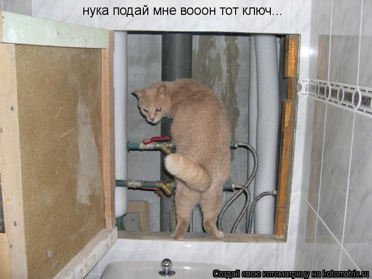 Котоматрица: нука подай мне вооон тот ключ...