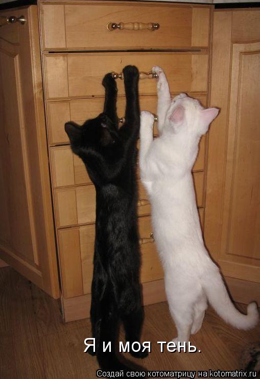 Котоматрица: Я и моя тень.