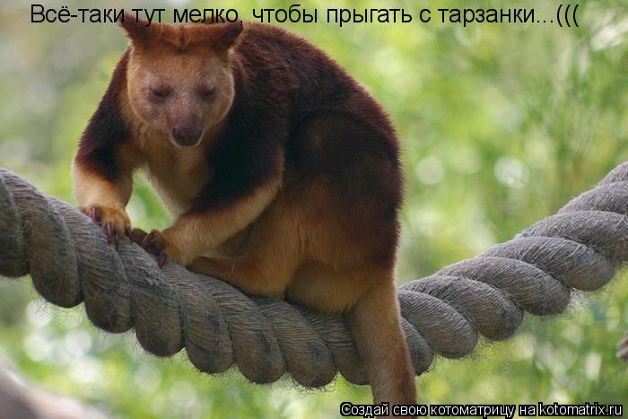 Котоматрица: Всё-таки тут мелко, чтобы прыгать с тарзанки...(((