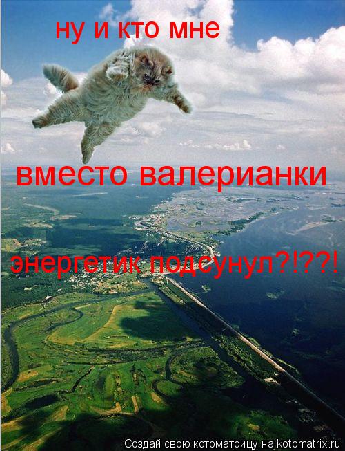 Котоматрица: ну и кто мне вместо валерианки  энергетик подсунул?!??!