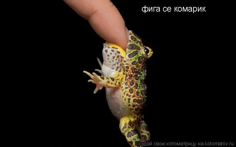 Котоматрица: фига се комарик