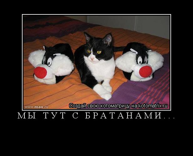 Котоматрица: МЫ ТУТ С БРАТАНАМИ... 