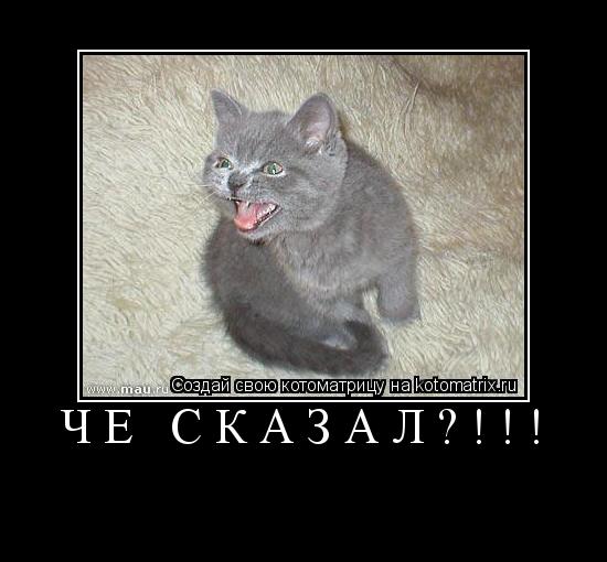 Котоматрица: ЧЕ СКАЗАЛ?!!! 