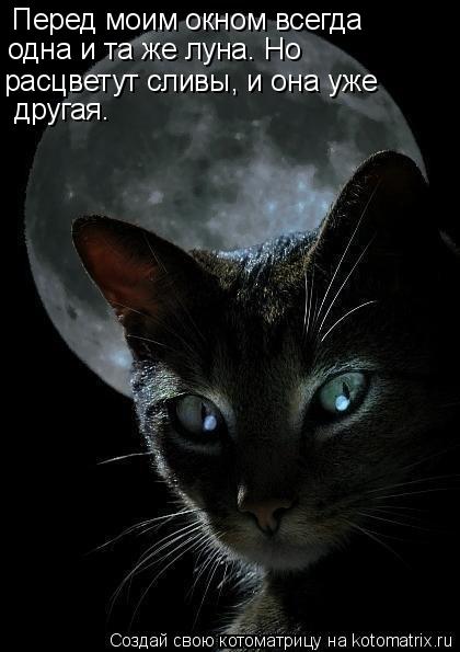 Перед моим окном всегда одна и та же луна. Но расцветут сливы, и она уже другая.... Котоматрица: Перед моим окном всегда одна и та же луна. Но расцветут сливы, и она уже другая.