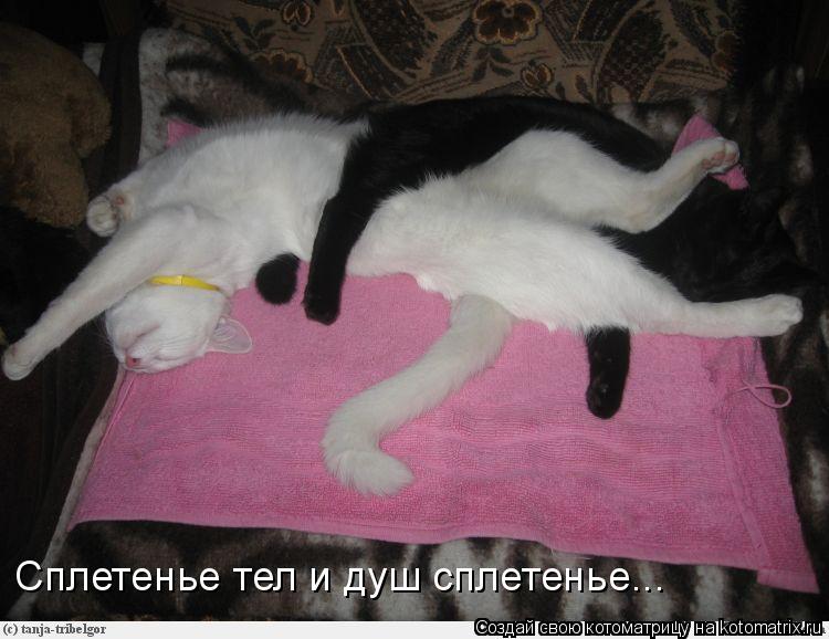 Сплетенье тел и душ сплетенье...... Котоматрица: Сплетенье тел и душ сплетенье...