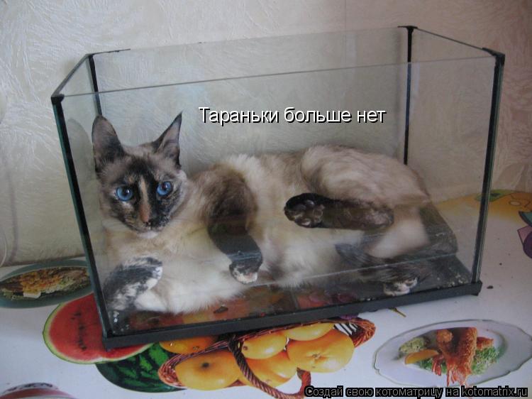 Тараньки больше нет... Котоматрица: Тараньки больше нет