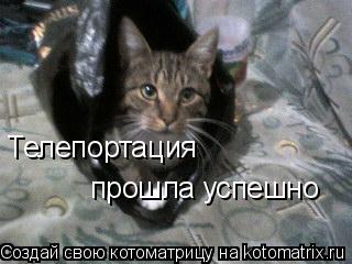 Телепортация прошла успешно... Котоматрица: Телепортация прошла успешно