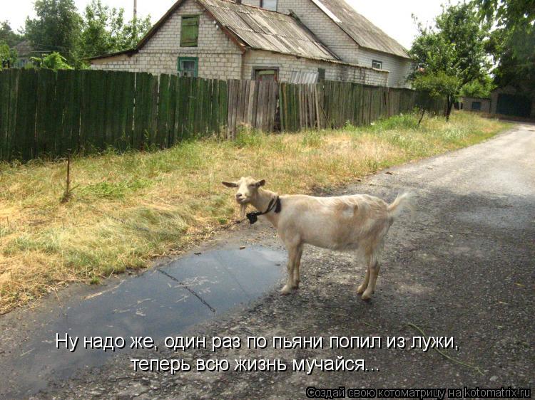 Котоматрица: Ну надо же, один раз по пьяни попил из лужи, теперь всю жизнь мучайся...