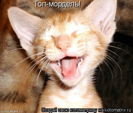 Котоматрица: Топ-мордель!