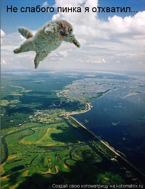 Котоматрица: Не слабого пинка я отхватил...