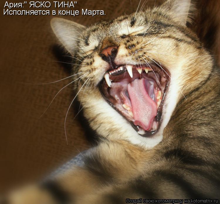 Ария:" ЯСКО ТИНА" Исполняется в конце Марта.... Котоматрица: Ария:" ЯСКО ТИНА" Исполняется в конце Марта.