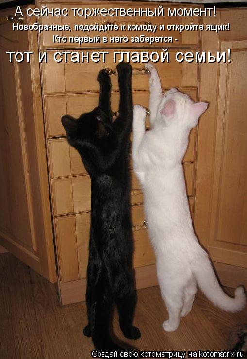 Котоматрица: А сейчас торжественный момент! Новобрачные, подойдите к комоду и откройте ящик! Кто первый в него заберется -  тот и станет главой семьи!