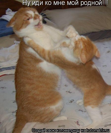 Котоматрица: Ну иди ко мне мой родной!!!