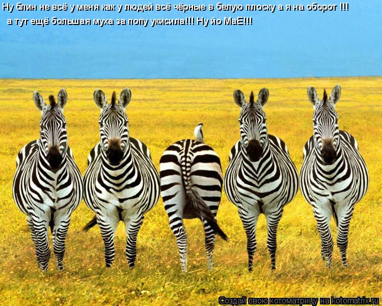 Котоматрица: Ну блин не всё у меня как у людуй Ну блин не всё у меня как у людей всё чёрные в белую плоску а я на оборот !!!  а тут ещё большая муха за попу уки