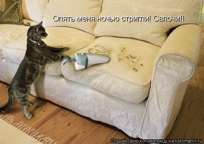 Котоматрица: Опять меня ночью стригли! Свлочи!!