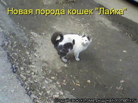 Котоматрица: Новая порода кошек "Лайка"