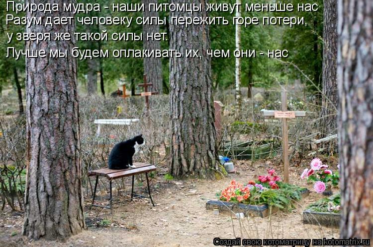 Котоматрица: Природа мудра - наши питомцы живут меньше нас Разум дает человеку силы пережить горе потери,  у зверя же такой силы нет.  Лучше мы будем оплак