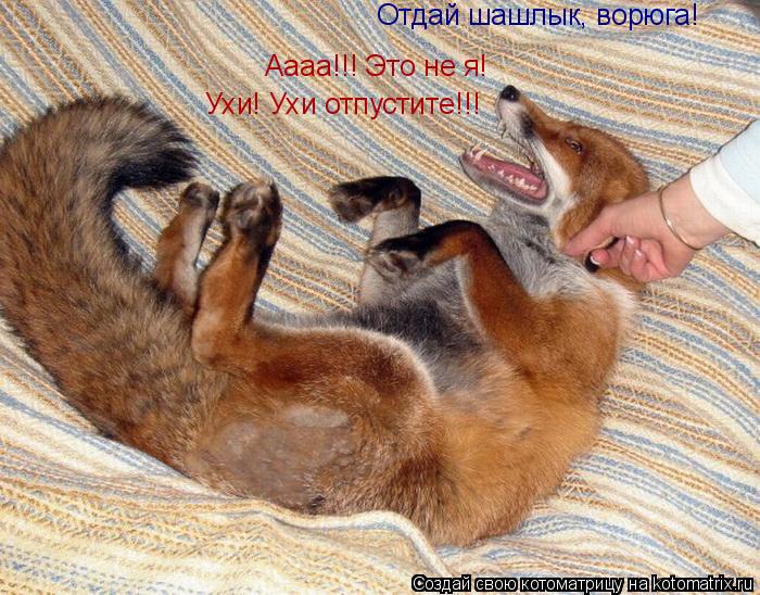 Котоматрица: Отдай шашлык, ворюга! Аааа!!! Это не я! Ухи! Ухи отпустите!!!