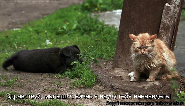 Котоматрица: Здравствуй, малыш! Сейчас я научу тебя ненавидеть!